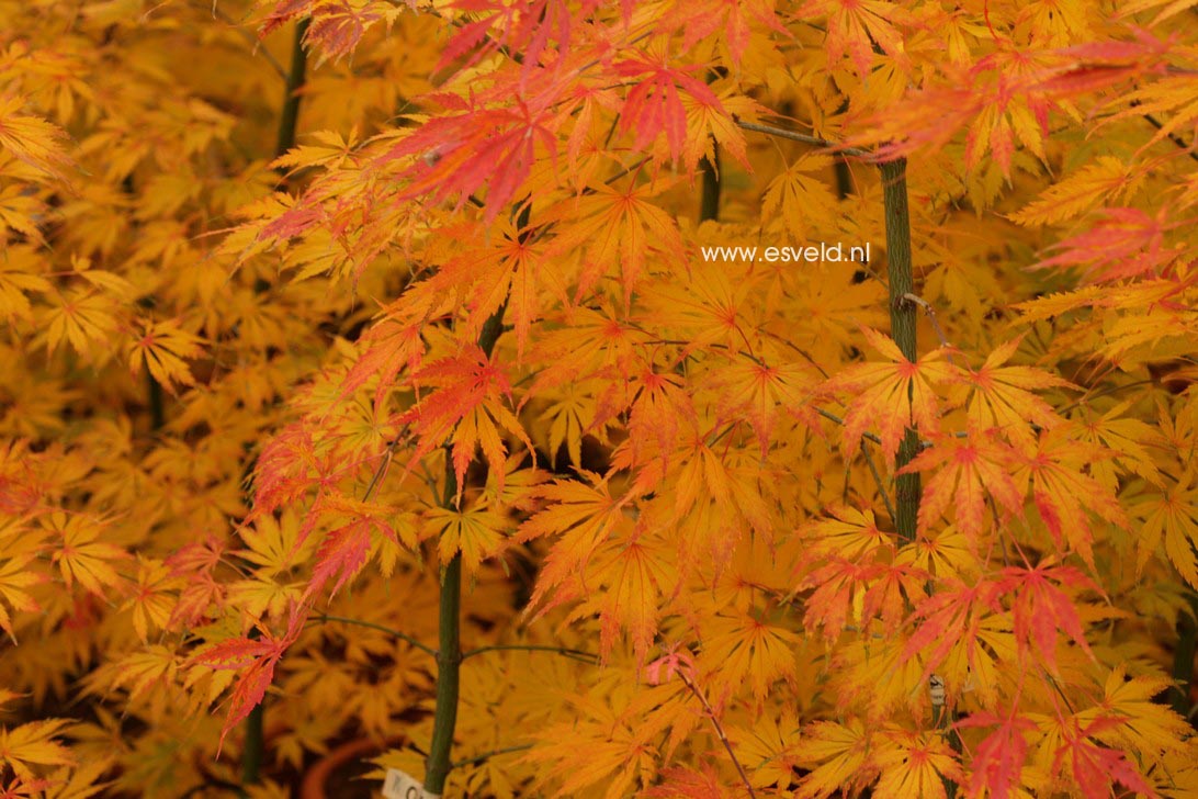 Acer palmatum 'Omura-yama