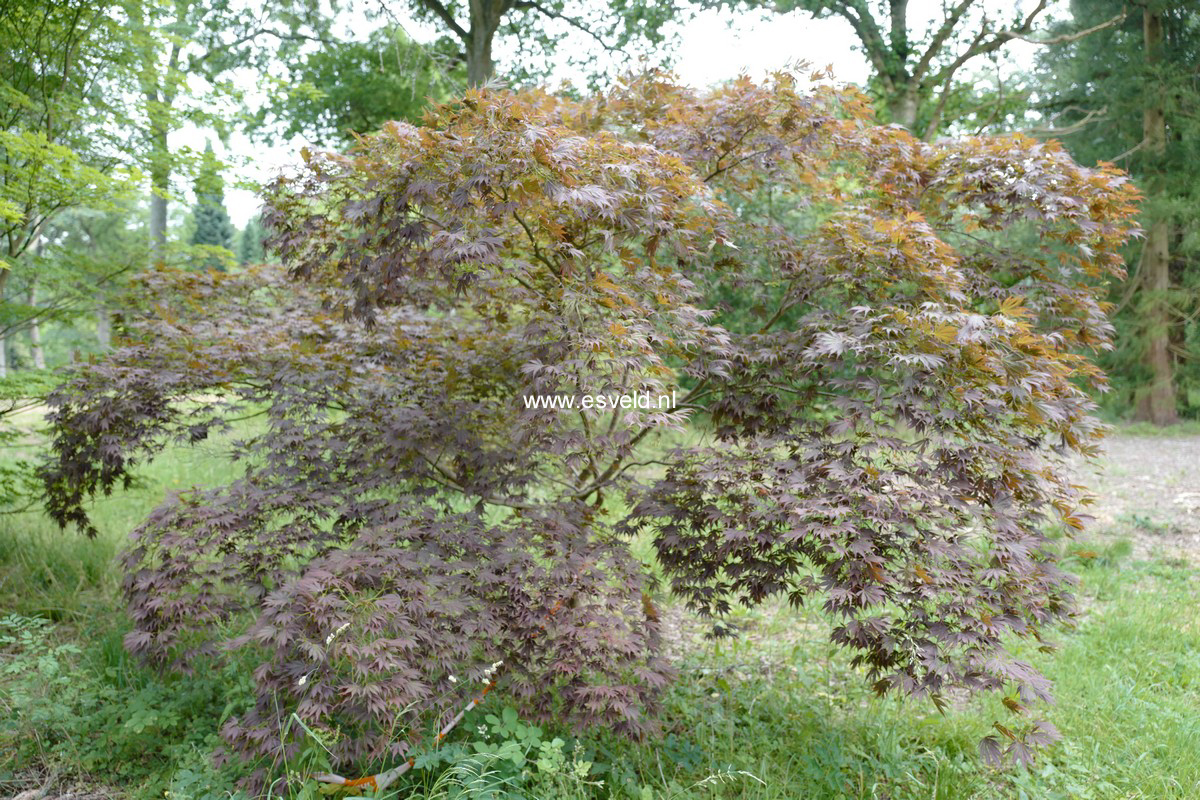 Acer palmatum 'Oshio-beni'