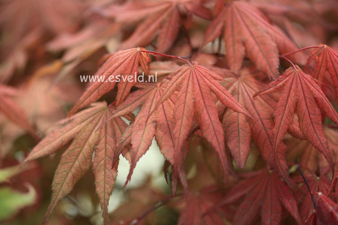 Acer palmatum 'Reticulatum Como'