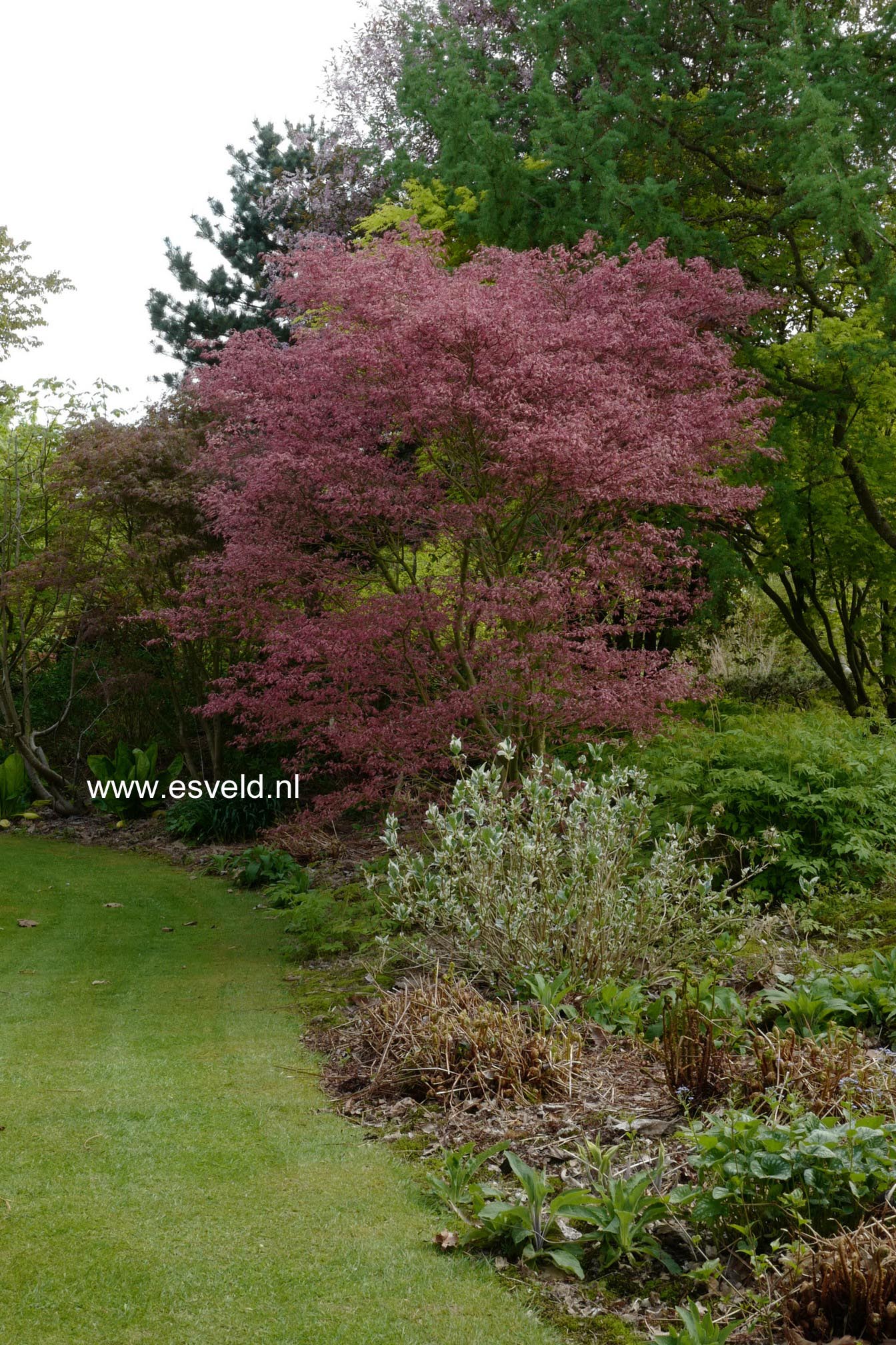Acer palmatum 'Shirazz'
