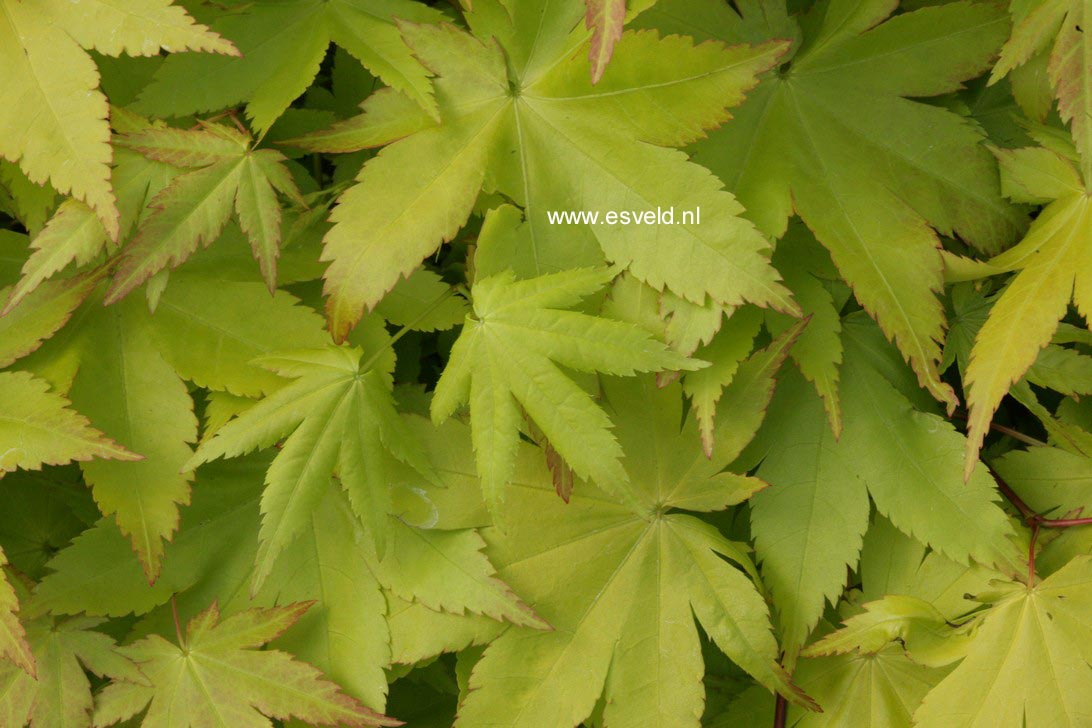 Acer palmatum 'Summer Gold'