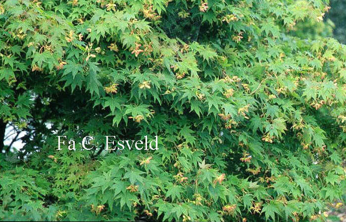 Acer palmatum 'Tatsuta'