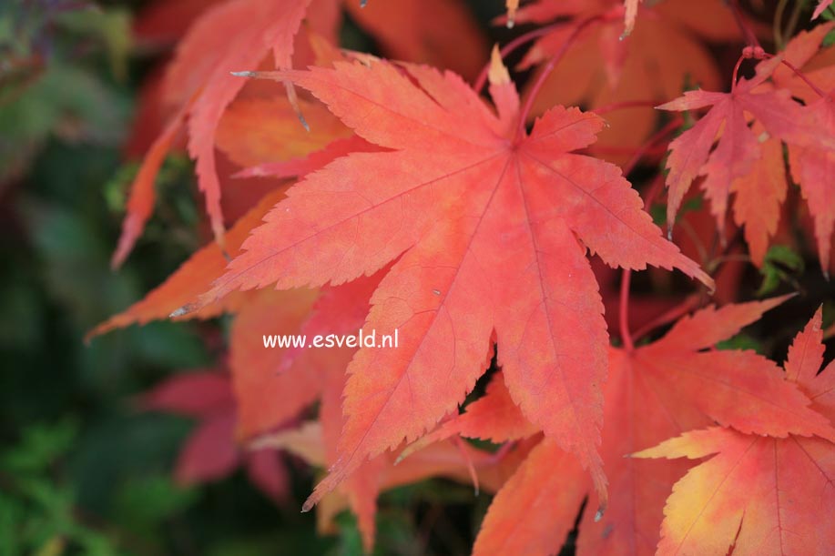 Acer palmatum 'Tsukubane'