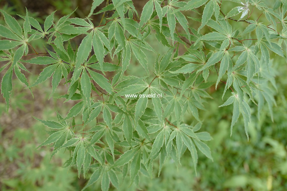 Acer palmatum 'Wakehurst Pink'