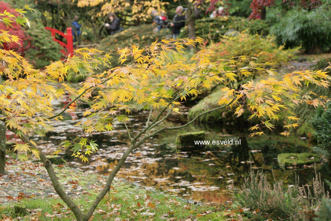 Acer palmatum 'Westonbirt Spreading Star'