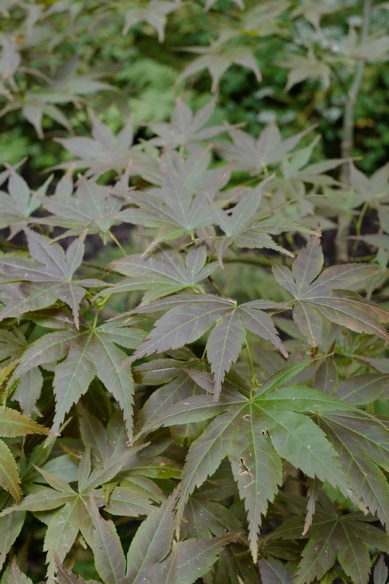 Acer palmatum 'Yugure'