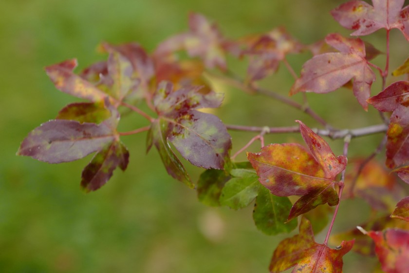Acer pauciflorum
