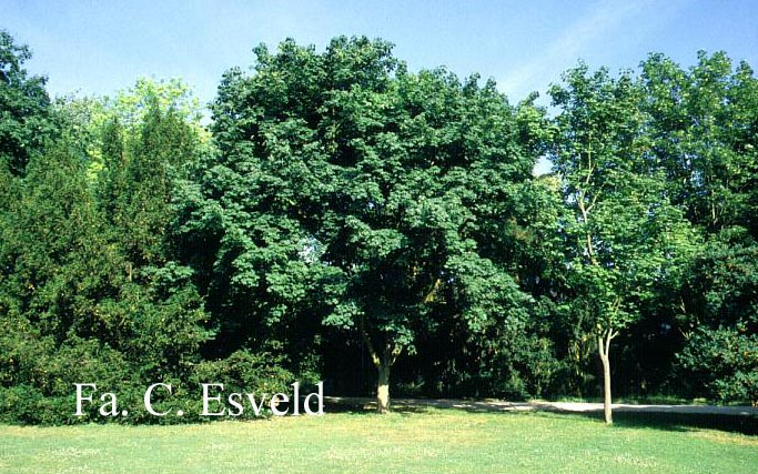 Acer pictum