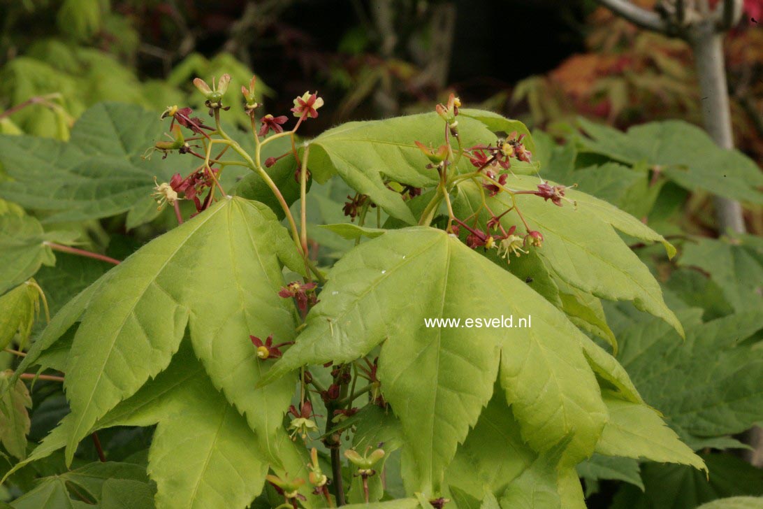 Acer robustum