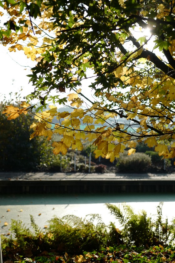 Acer saccharum ssp. nigrum
