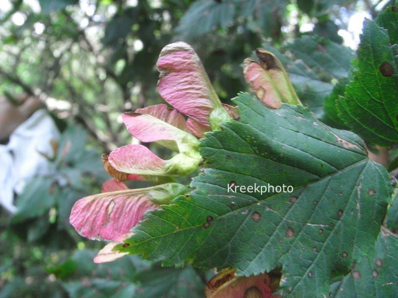 Acer tataricum