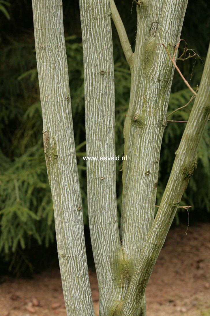 Acer tegmentosum 'White Tigress'