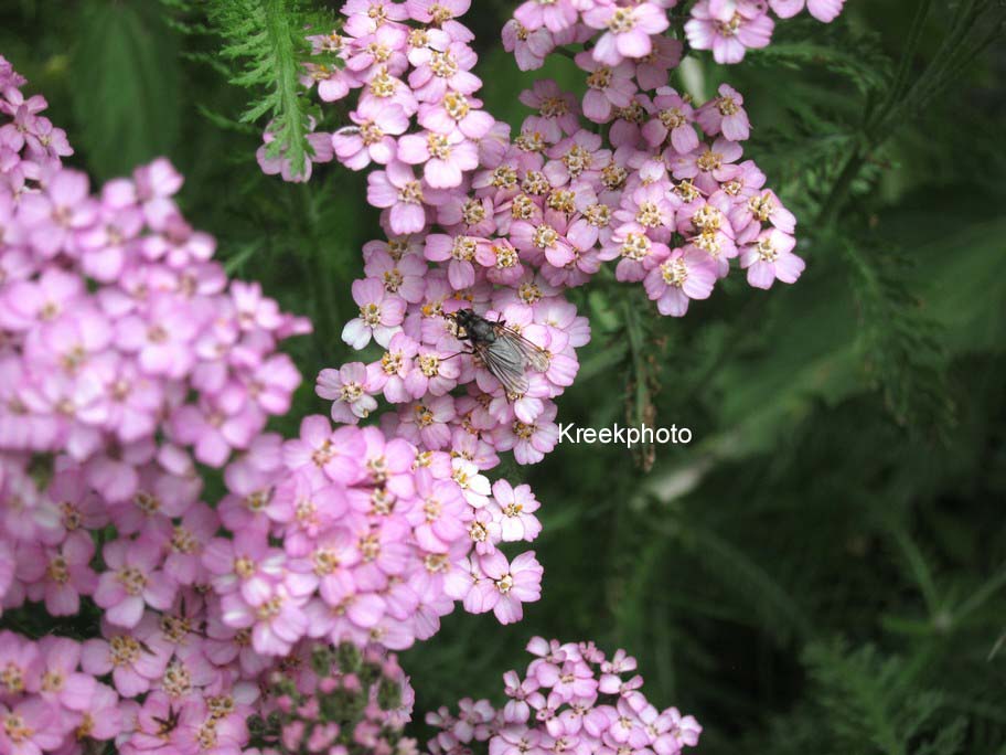 Achillea millefolium