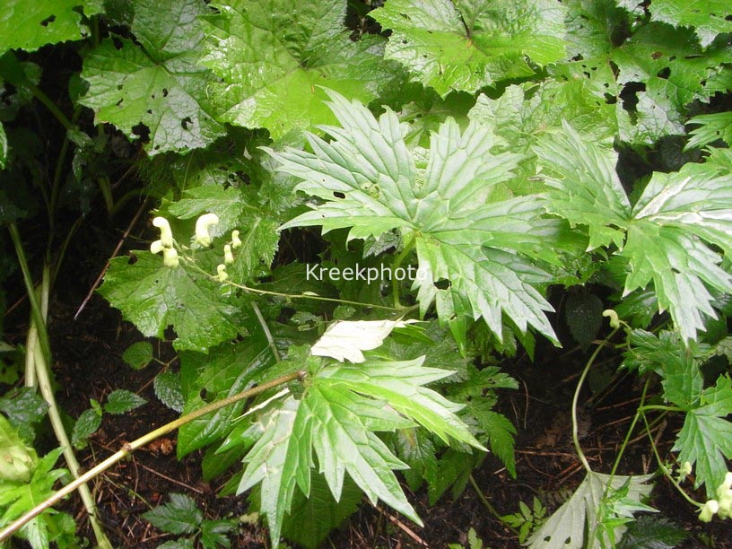 Aconitum vulparia