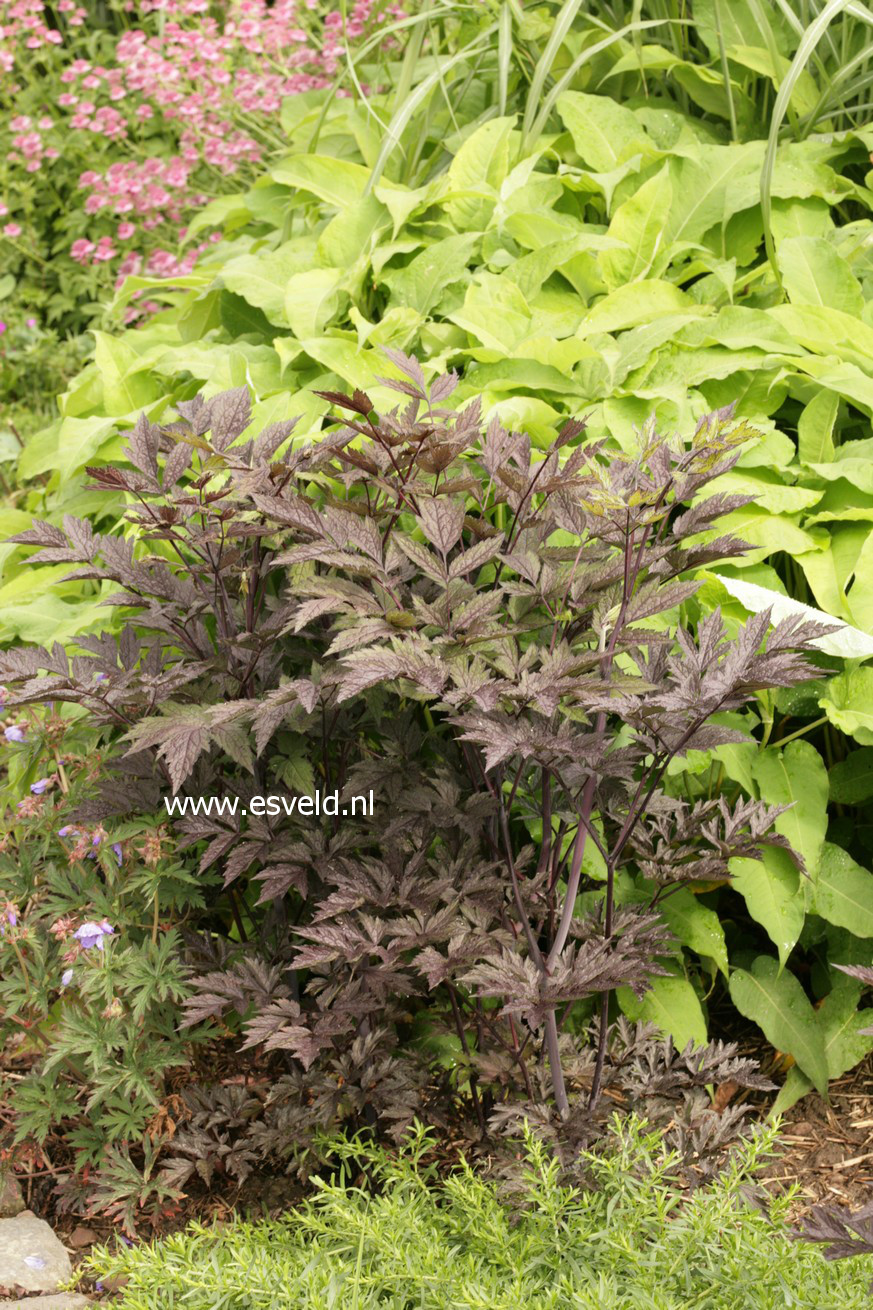 Actaea simplex 'Brunette'