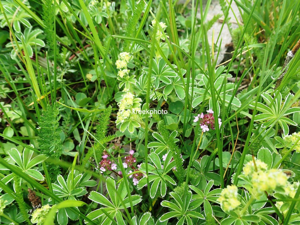 Alchemilla alpina