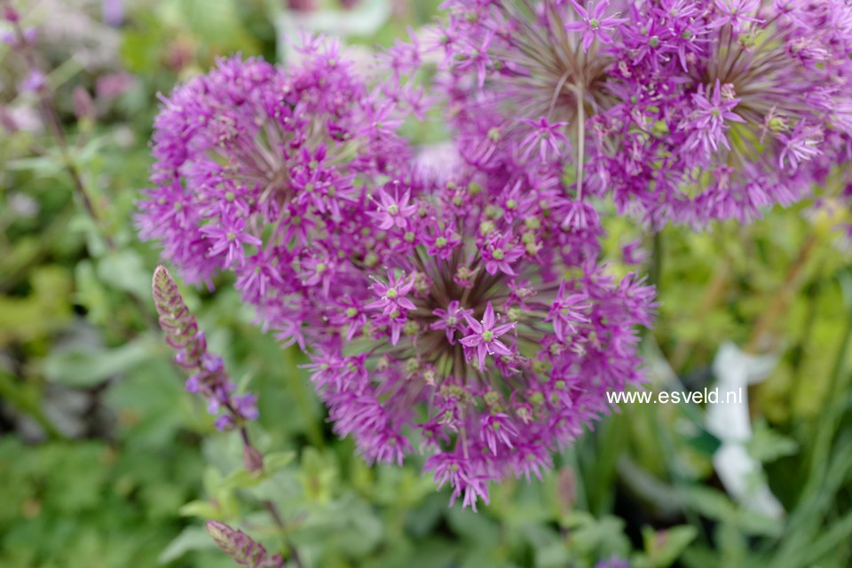 Allium 'Purple Sensation'