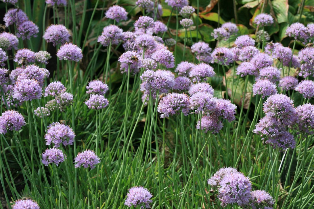 Allium senescens