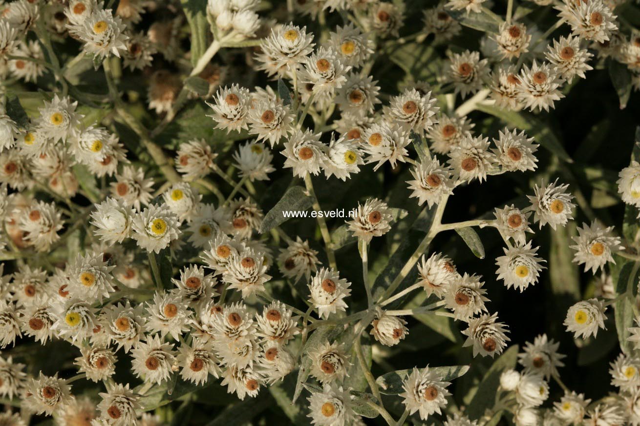 Anaphalis triplinervis 'Sommerschnee'