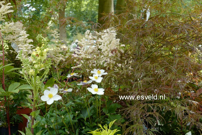 Anemone hybrida 'Wild Swan'