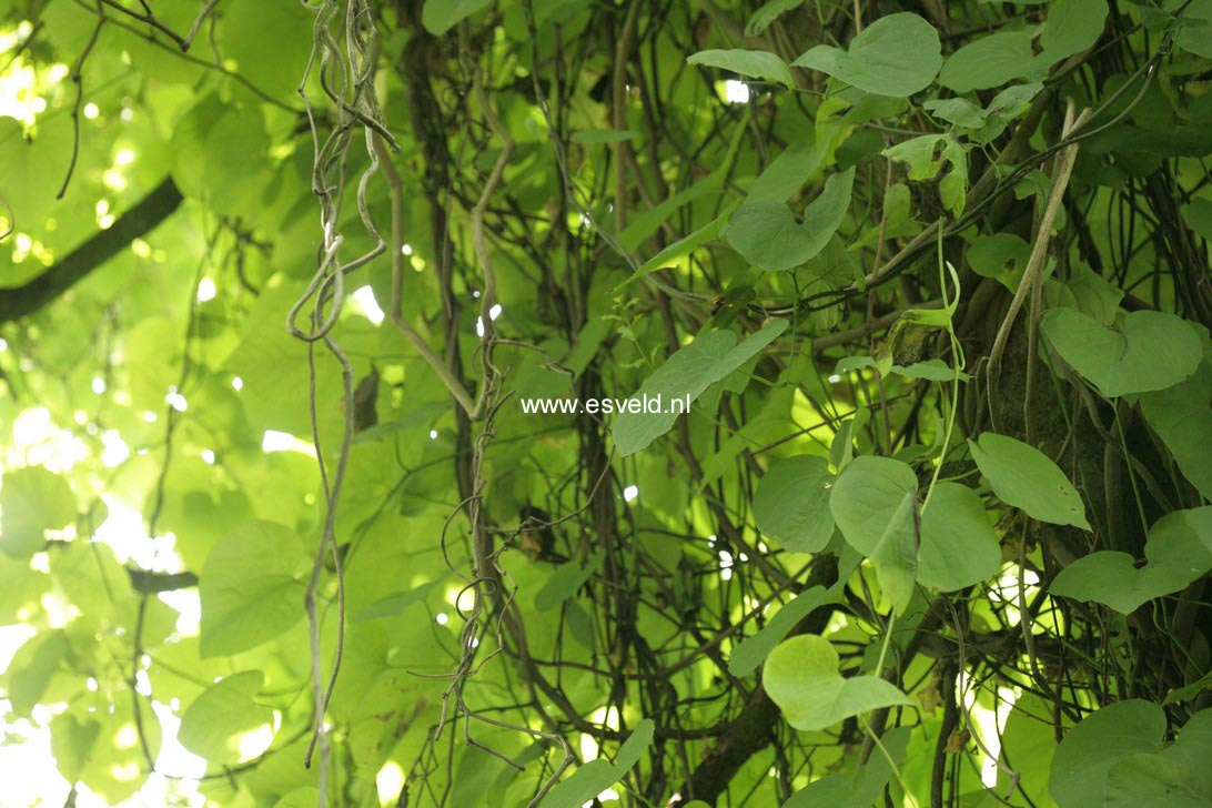 Aristolochia macrophylla