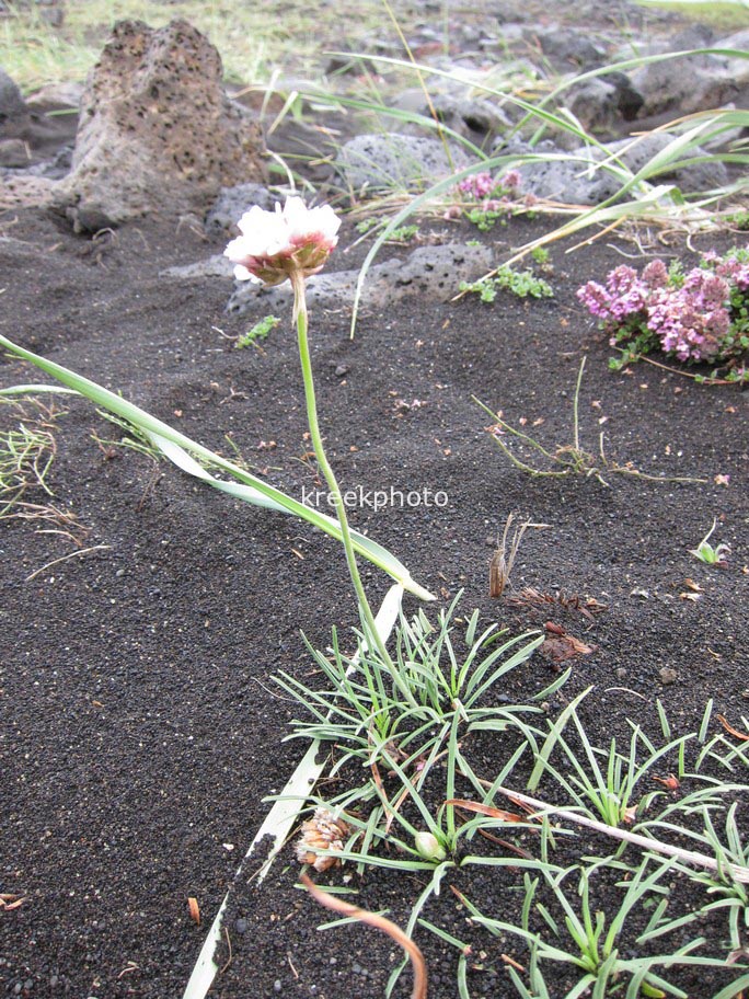 Armeria maritima