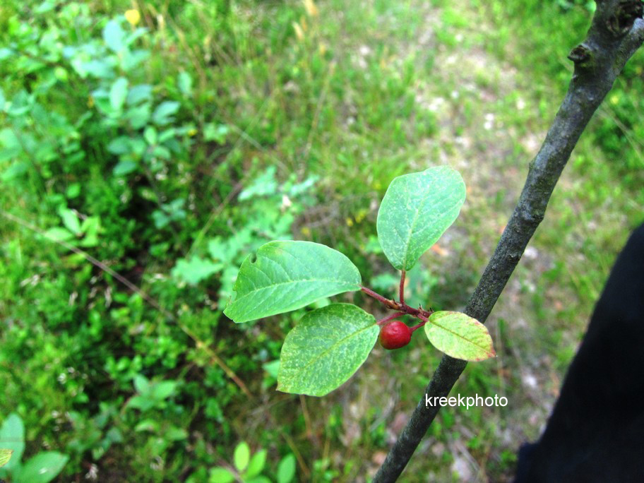 Aronia arbutifolia