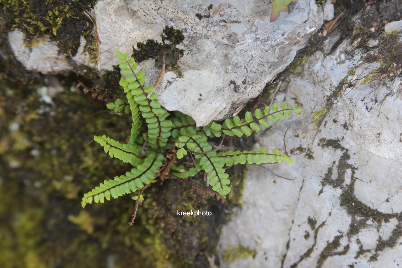 Asplenium trichomanes