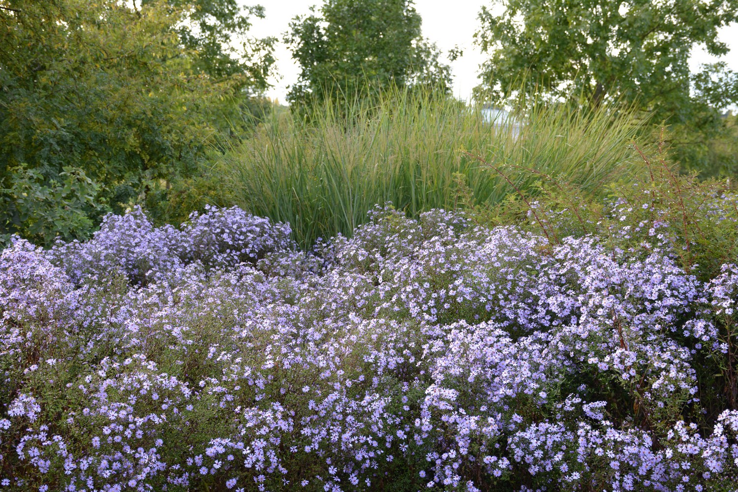 Aster 'Little Carlow'