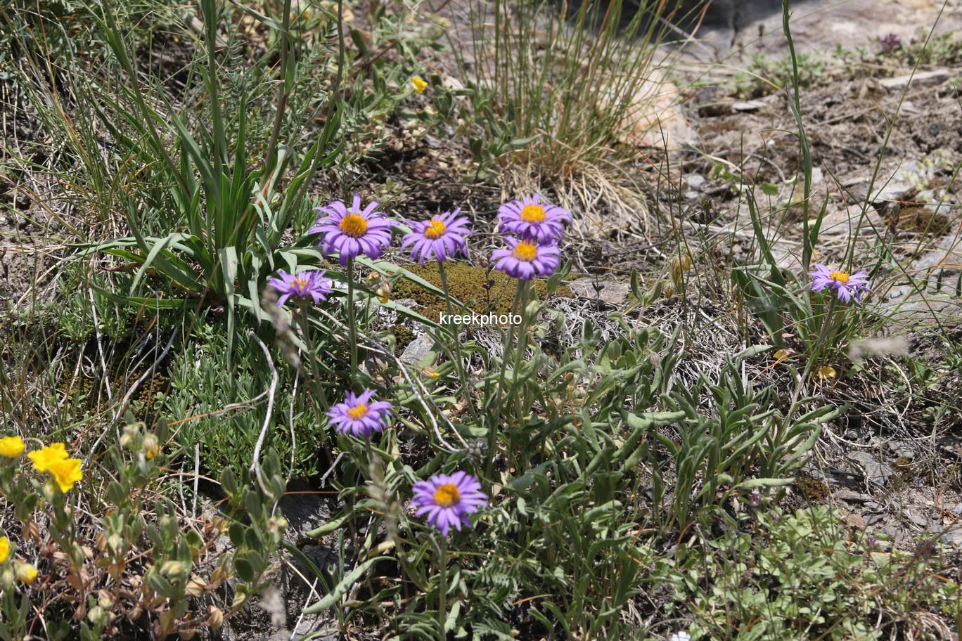 Aster alpinus