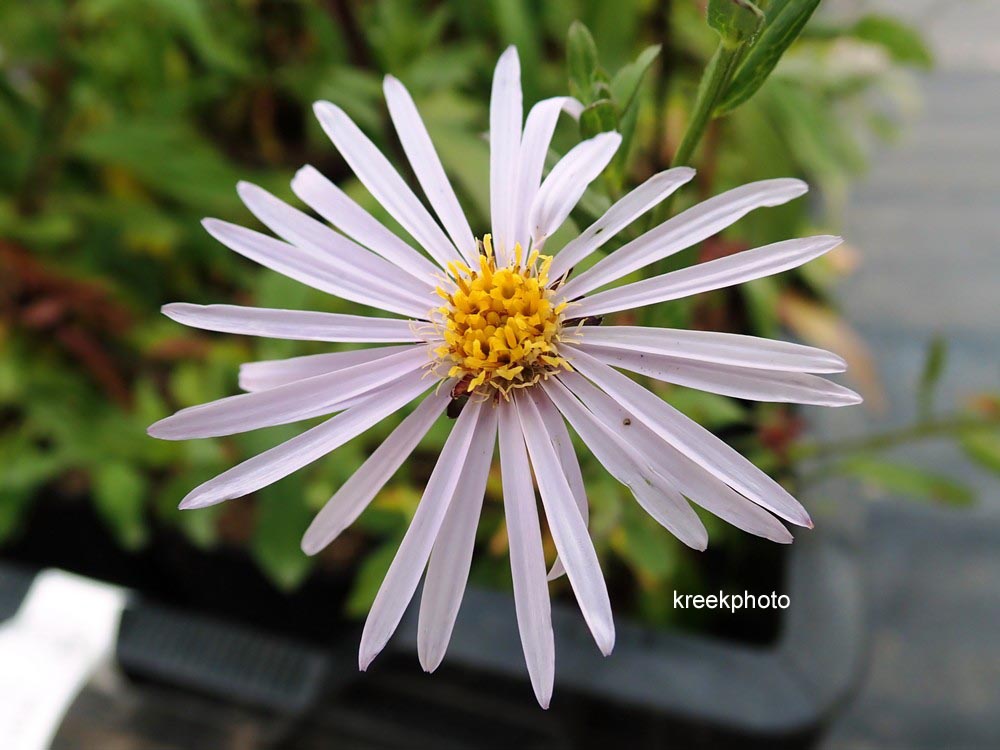 Aster pyrenaeus 'Lutetia'