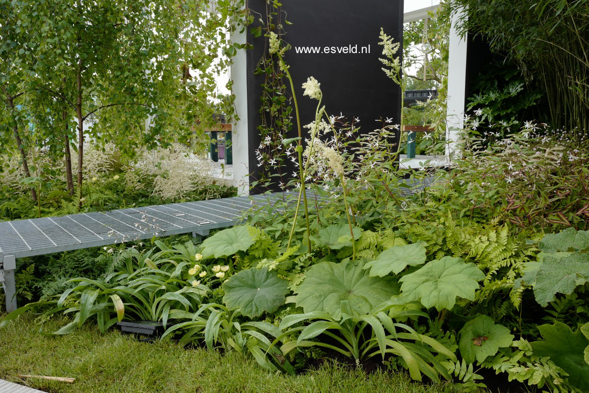 Astilboides tabularis