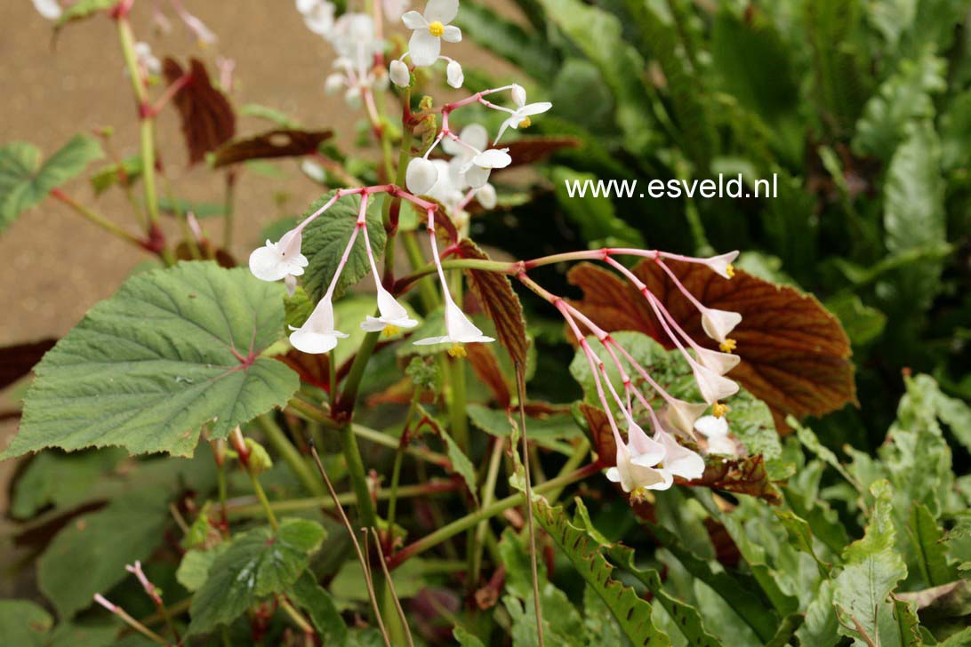 Begonia grandis