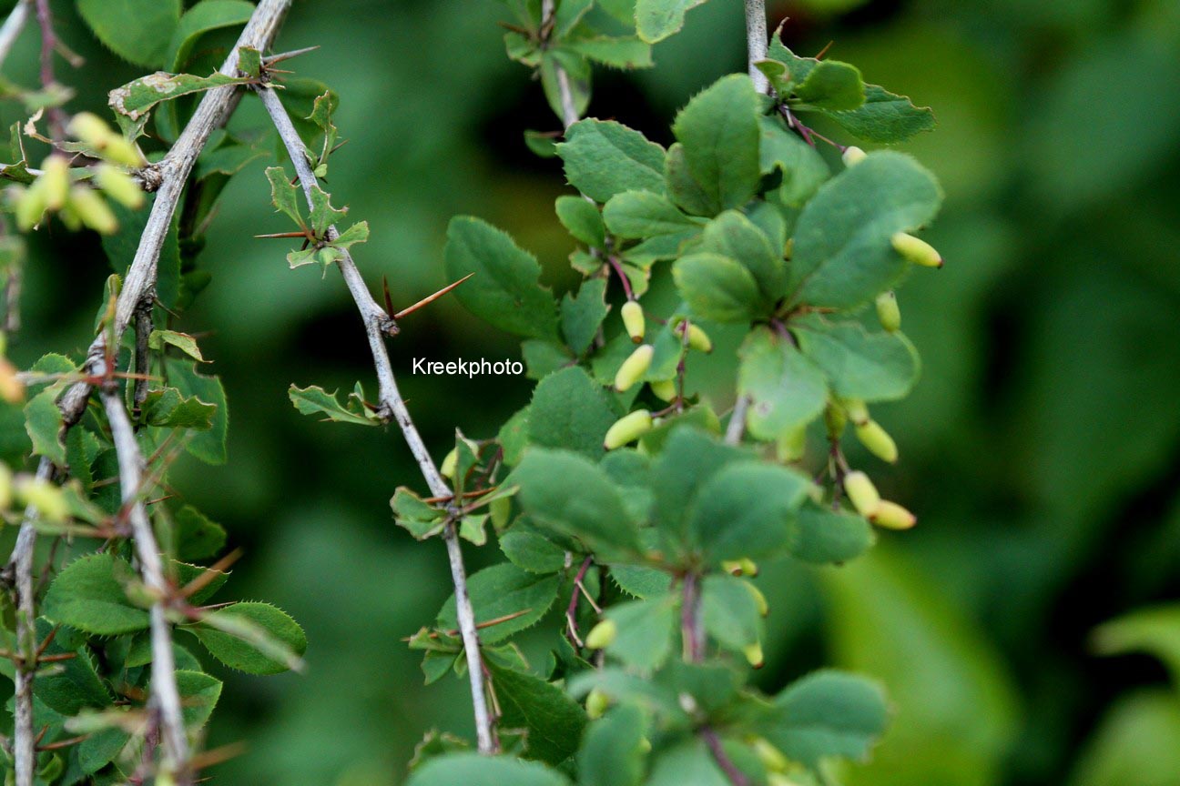 Berberis vulgaris