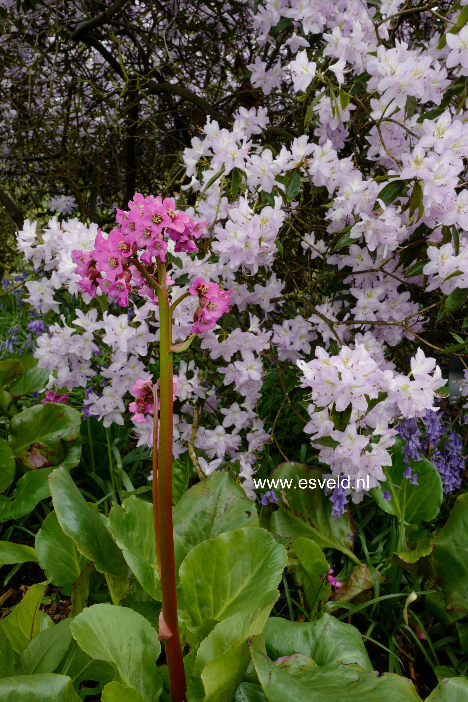 Bergenia cordifolia