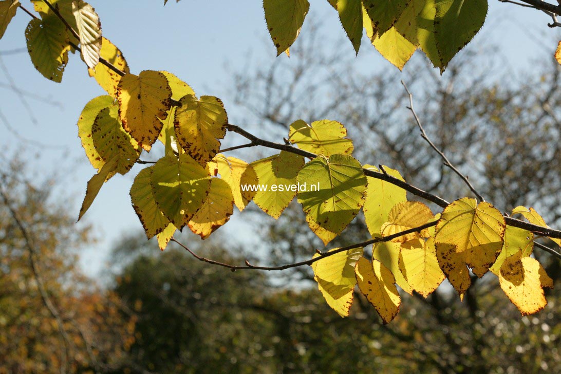 Betula maximowicziana