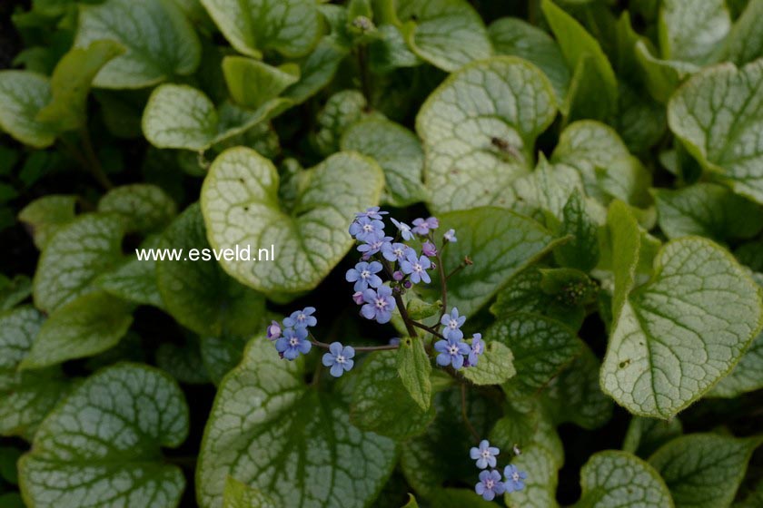 Brunnera macrophylla 'Jack Frost'