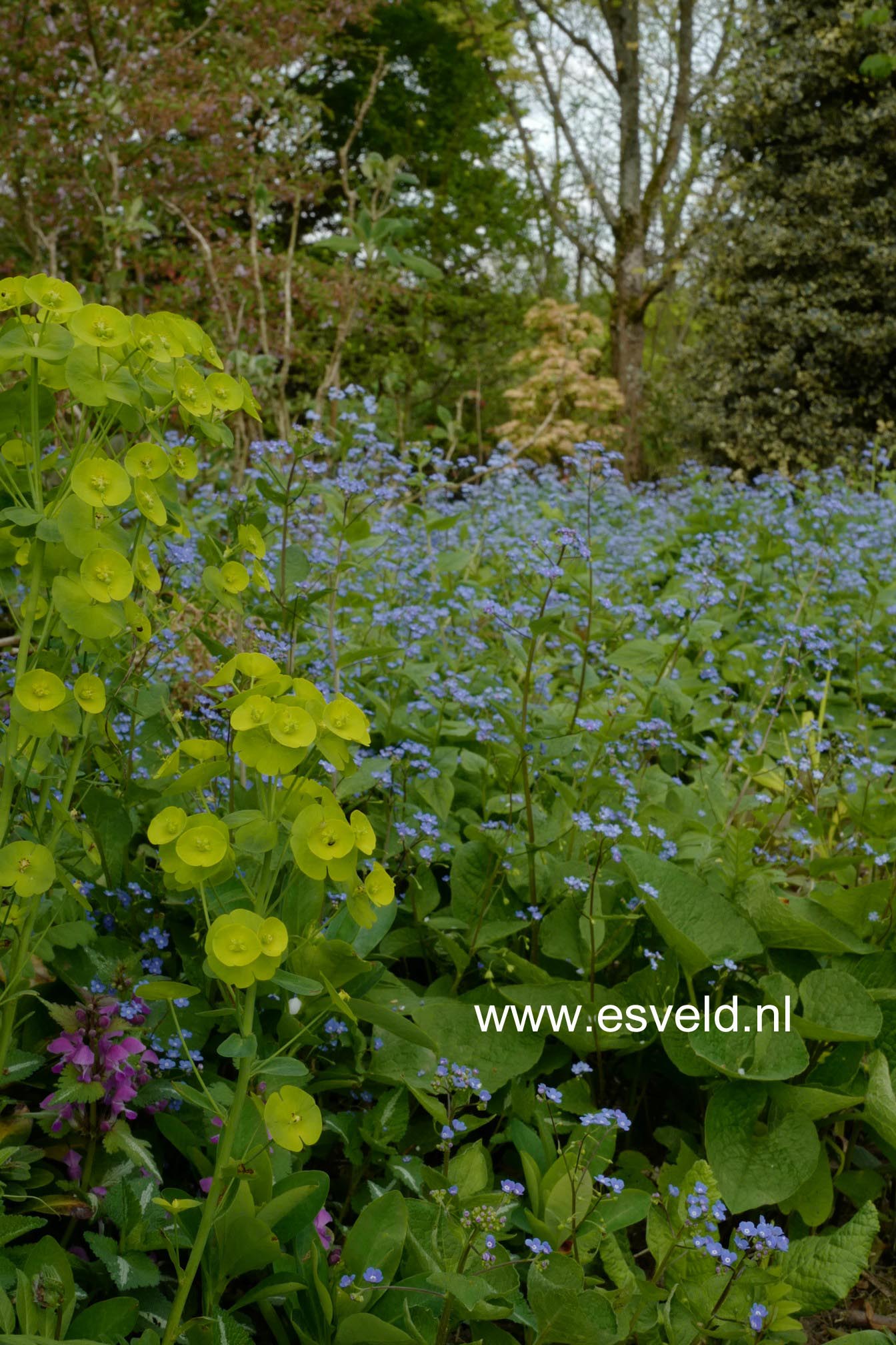 Brunnera macrophylla