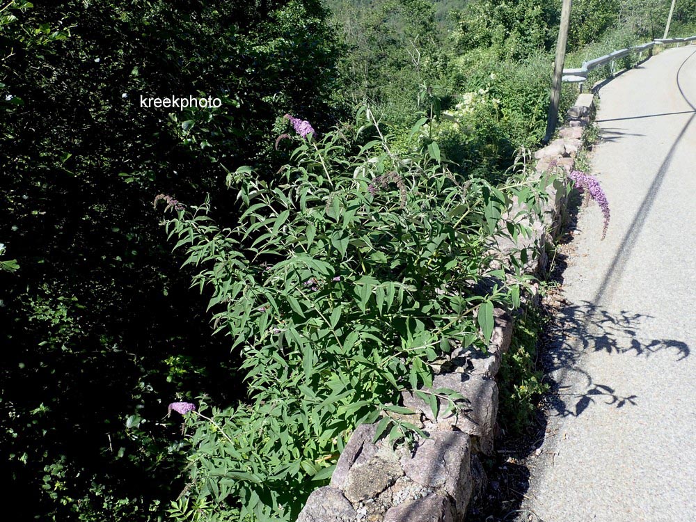 Buddleja davidii