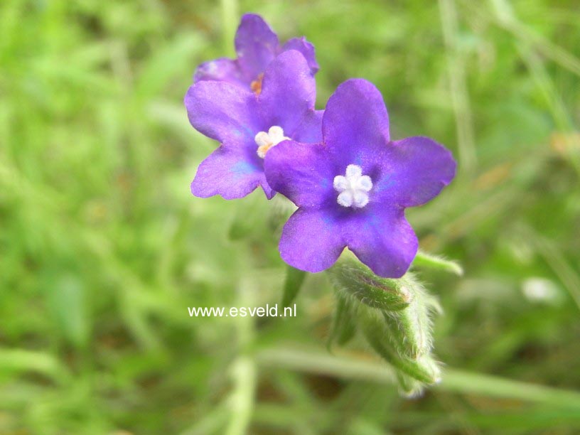 Buglossoides purpurocaerulea