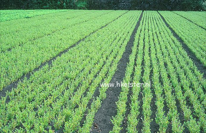 Buxus microphylla 'Golden Triumph'