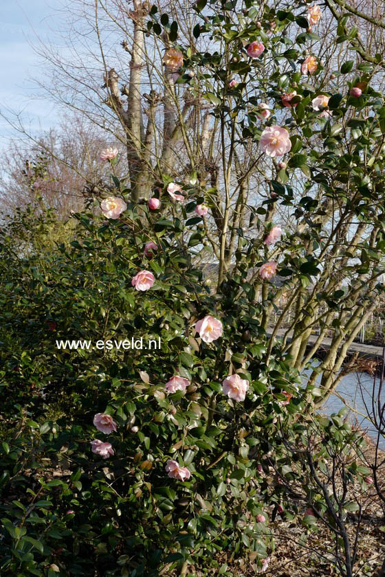 Camellia 'Arctic Dawn'