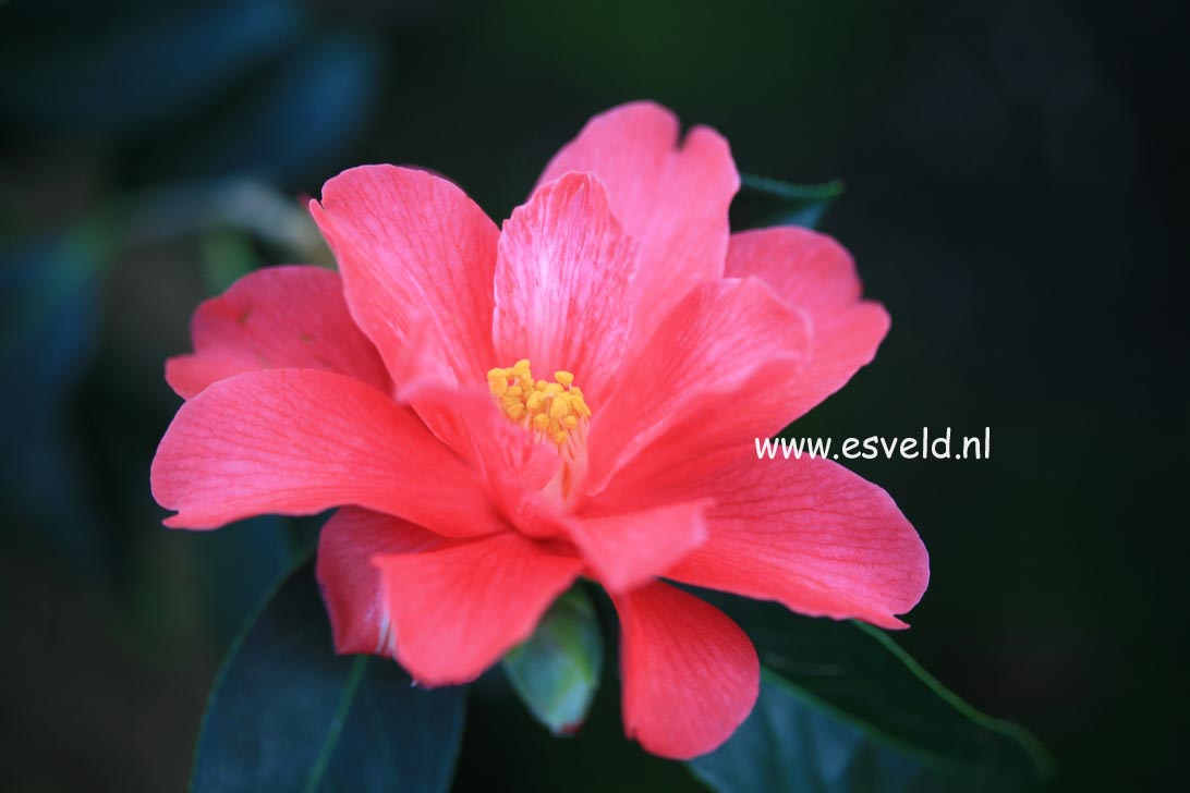 Camellia 'Freedom Bell'