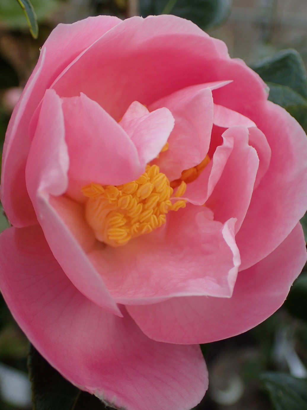 Camellia 'Pink Icicle'