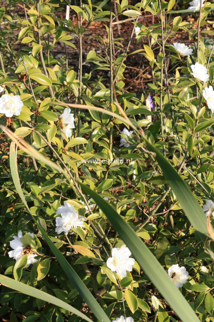 Camellia 'Snow Flurry'