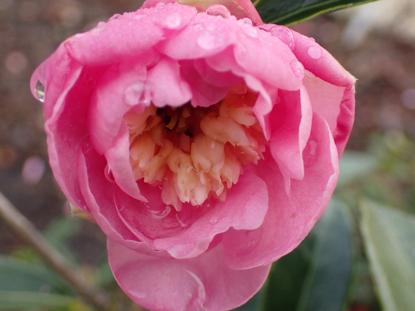 Camellia 'Sugar Dream'