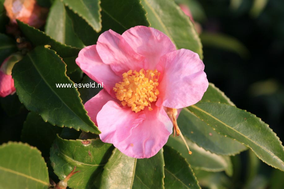 Camellia 'Winter's Star'