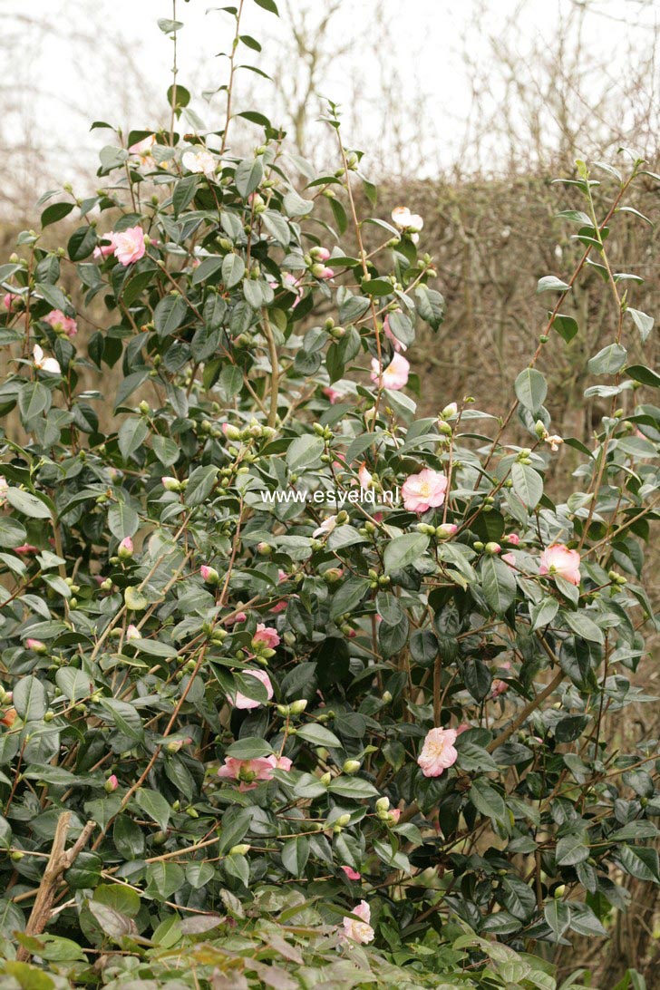 Camellia japonica 'Berenice Boddy'