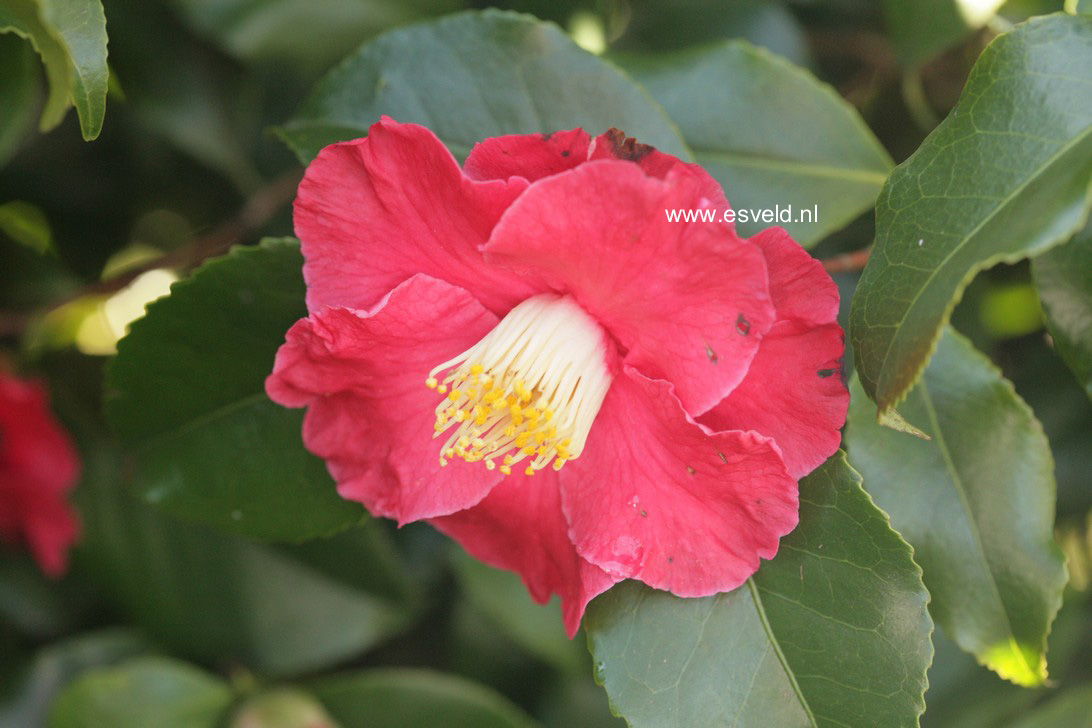Camellia japonica 'Gloire de Nantes'
