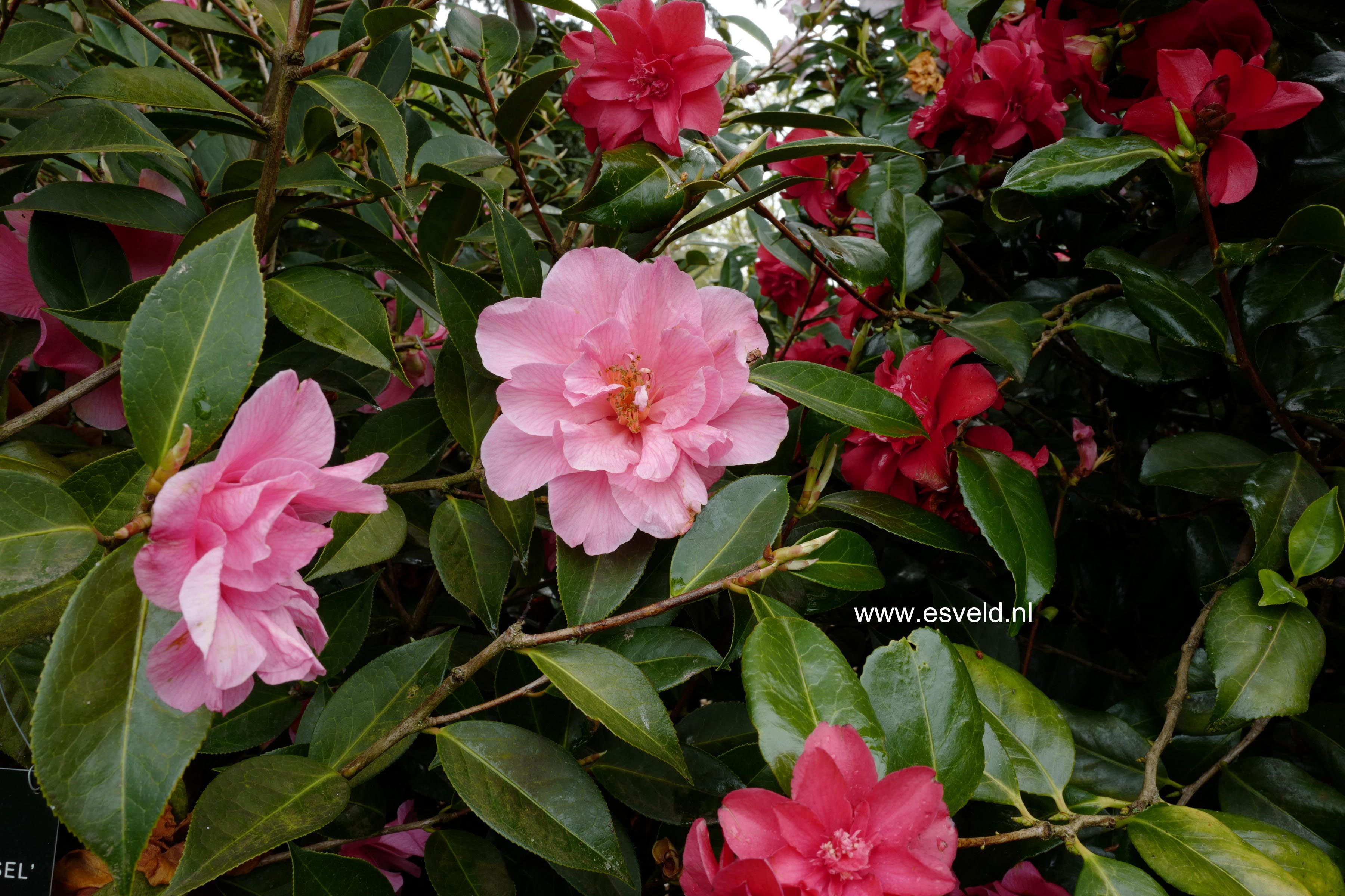 Camellia japonica 'Leonard Messel'